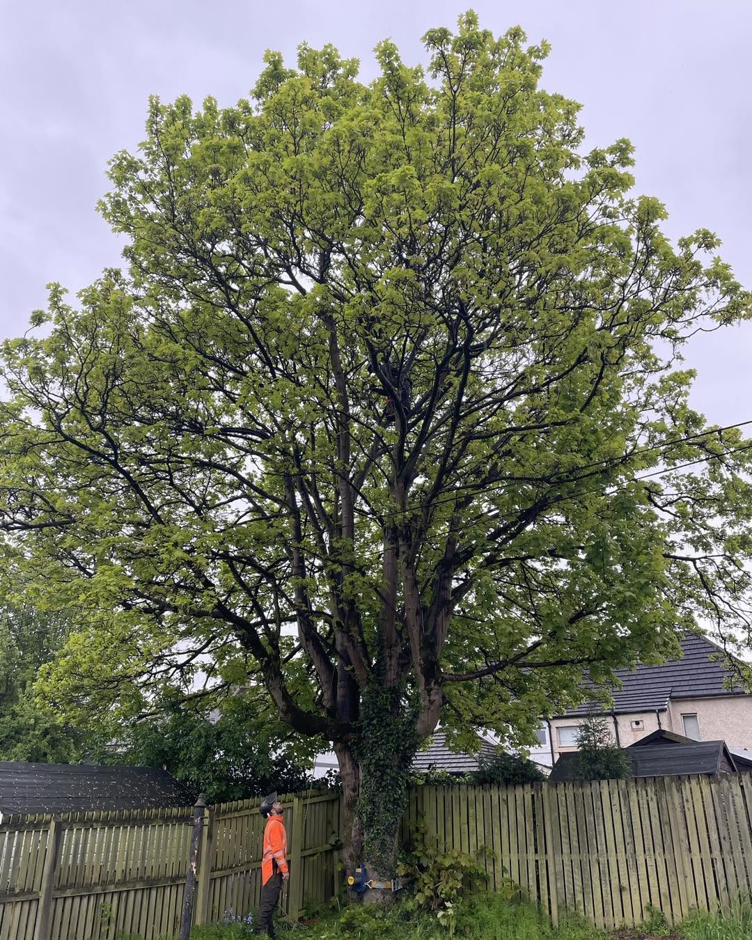 Large mature tree in full leaf standing over a rear garden fence