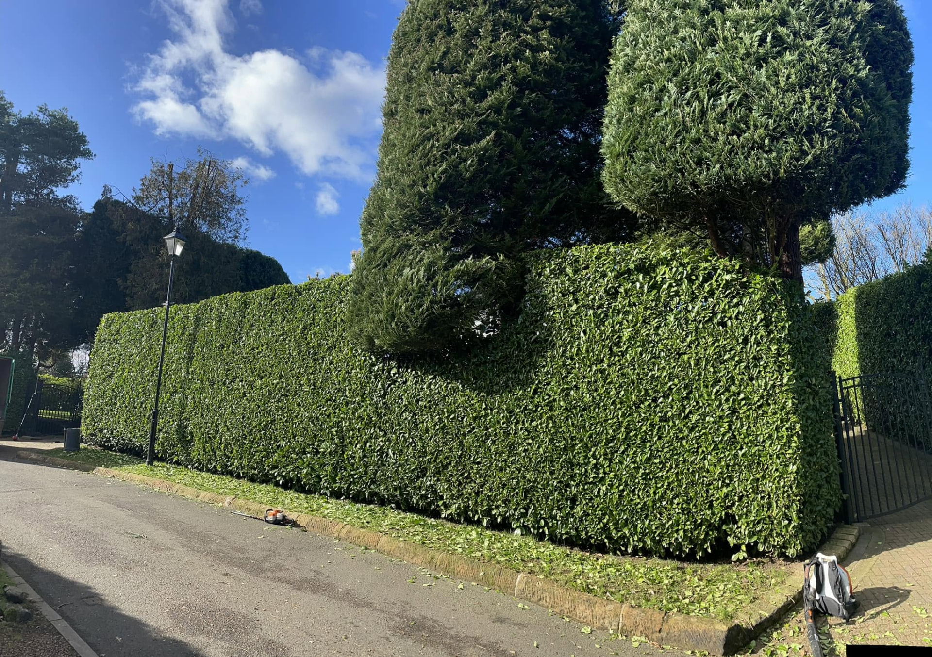 Freshly trimmed roadside hedge with clippings cleared away