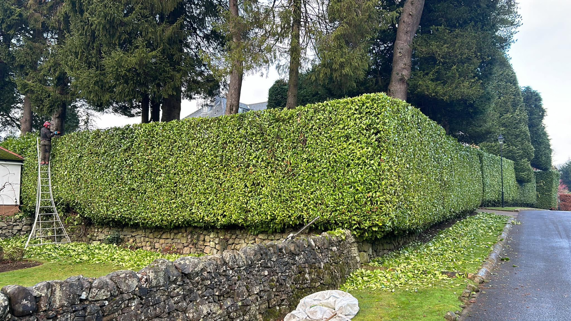 Treetop operative on a ladder reducing a long laurel hedge above a stone wall