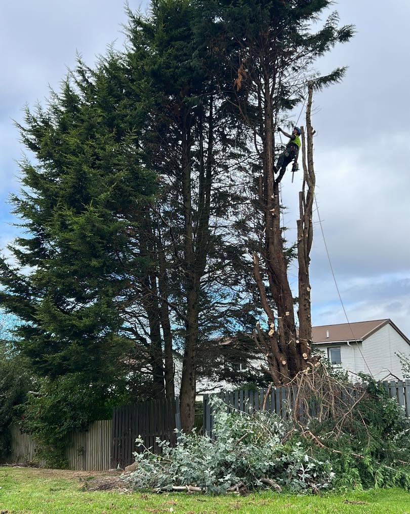 Climber dismantling a tall conifer in sections above a garden