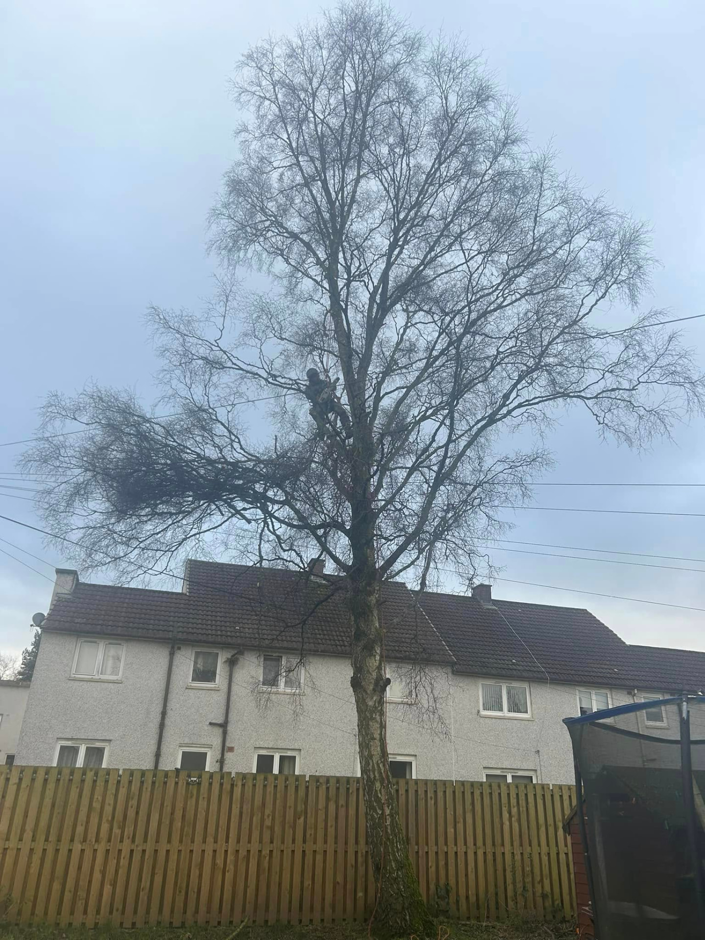 Large mature birch tree towering over a house before removal