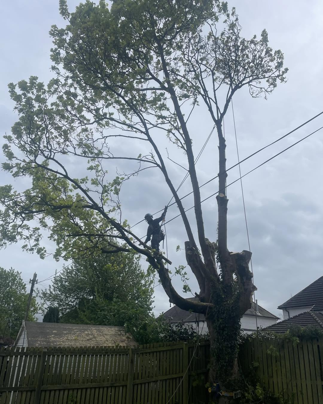 Treetop climber roped into a large tree during a controlled reduction