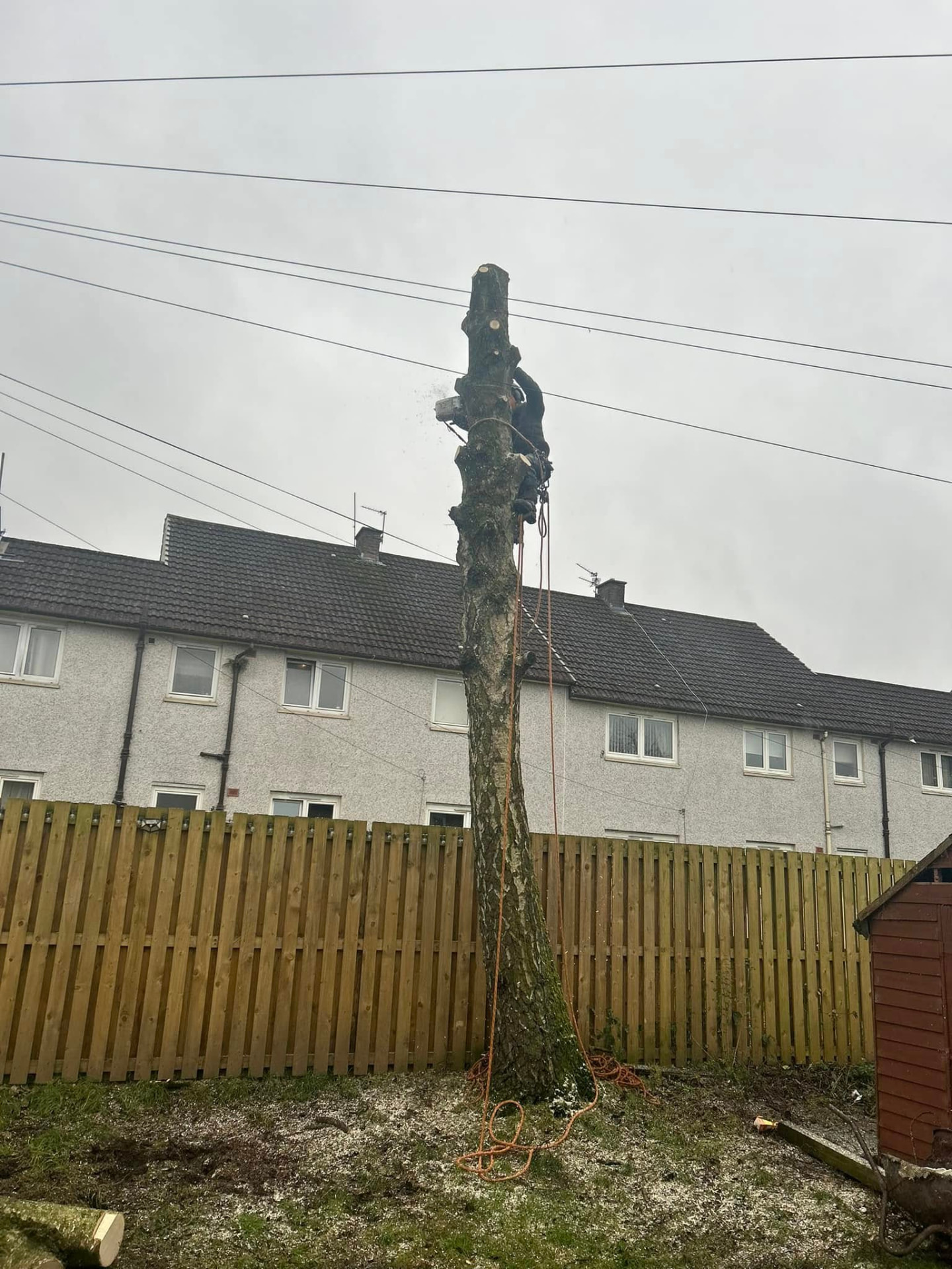 Climber dismantling the standing trunk section by section with a chainsaw
