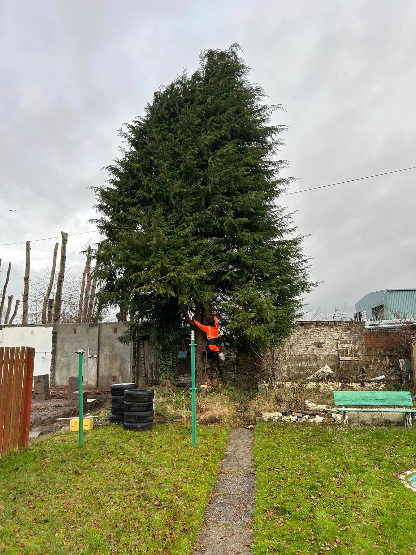 Climber reducing a large conifer within a confined garden