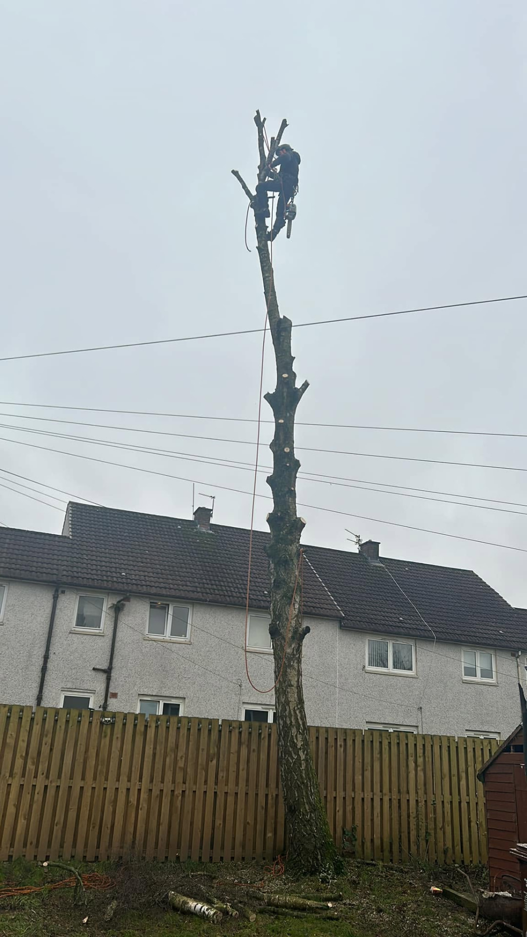 Climber at the top of a stripped tree trunk during sectional dismantling