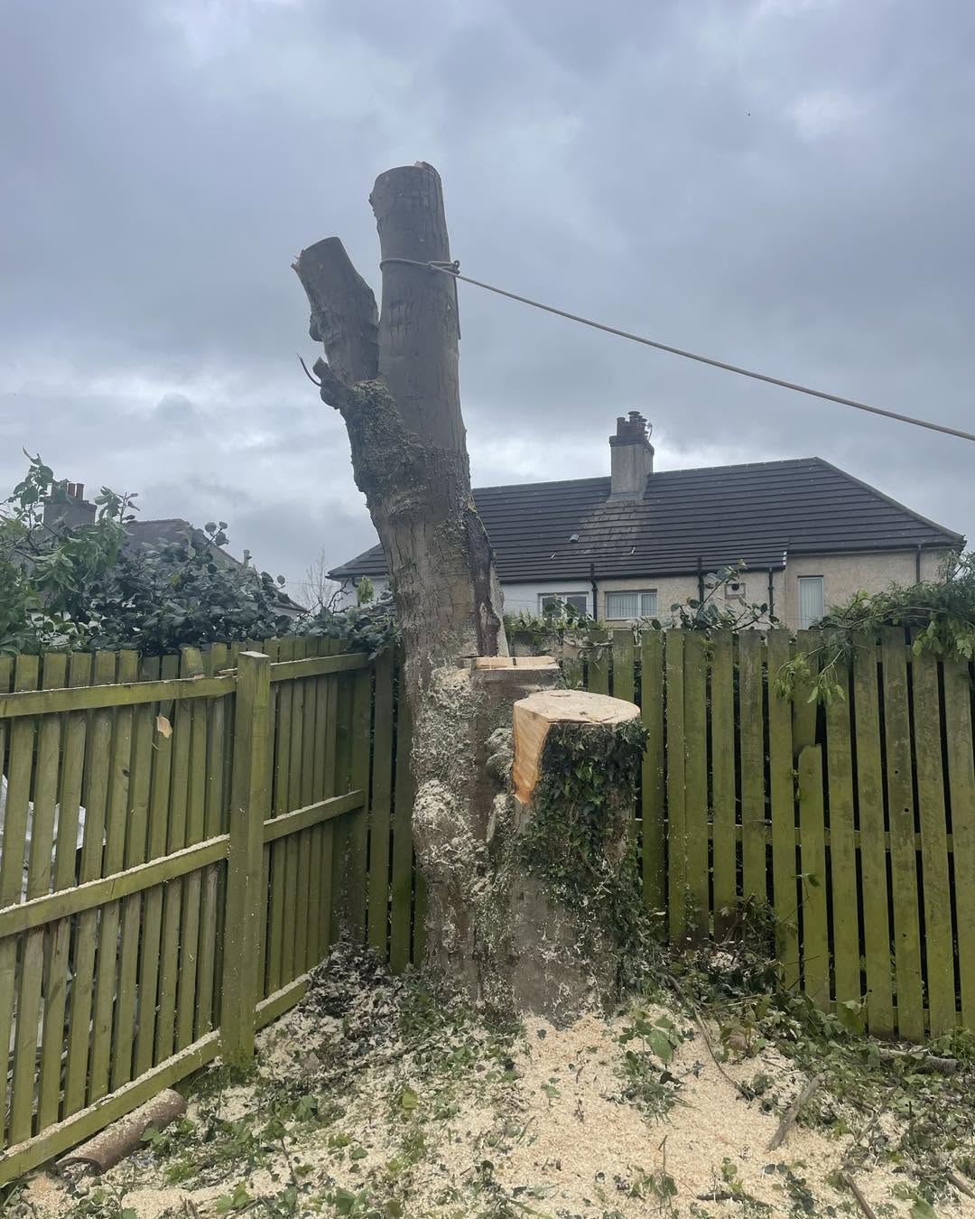Tree reduced to main stems with sawdust and brash across the garden